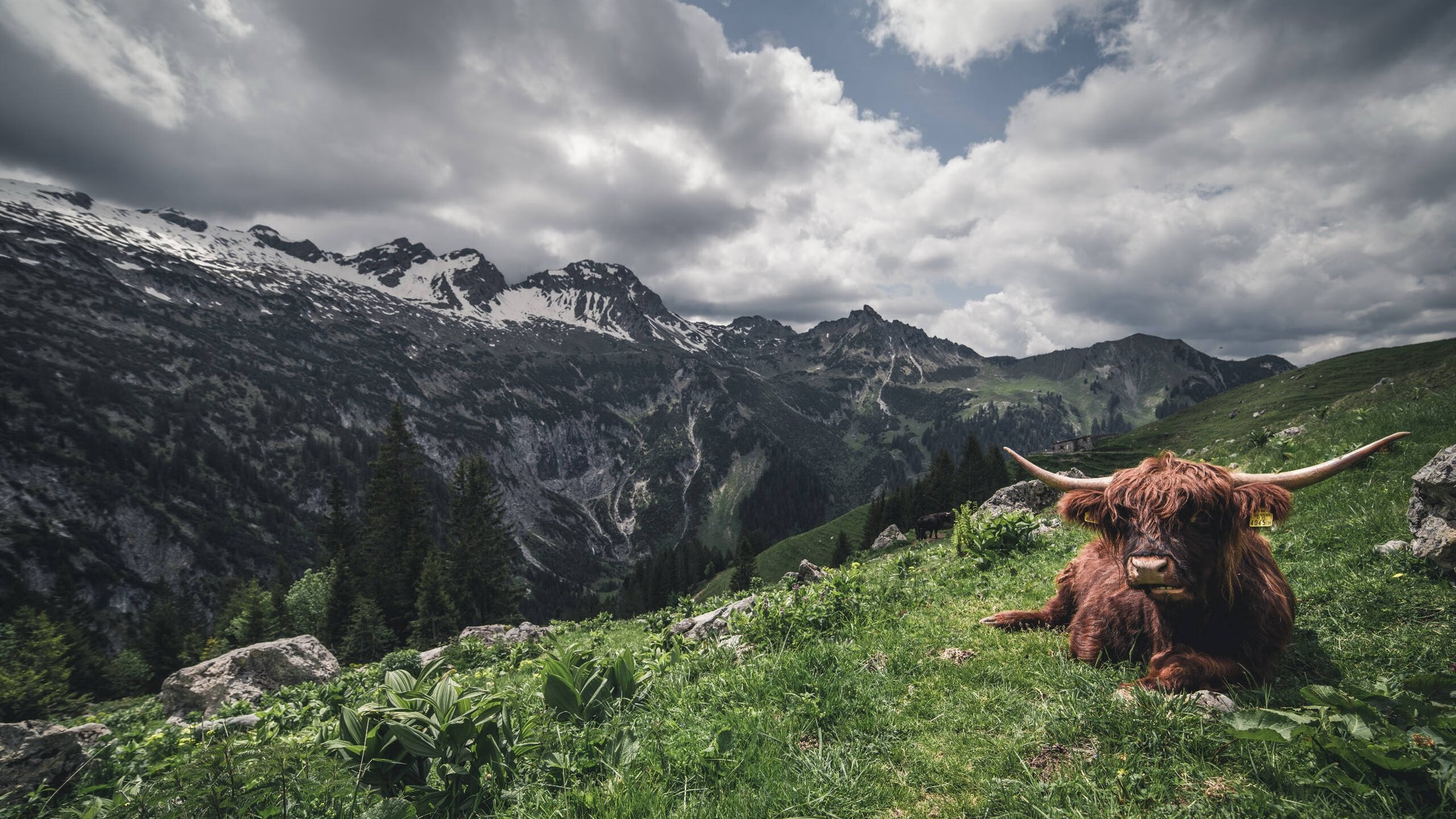 _极限飞盘决赛:团队合作的极致展现_,极限飞盘比赛方法