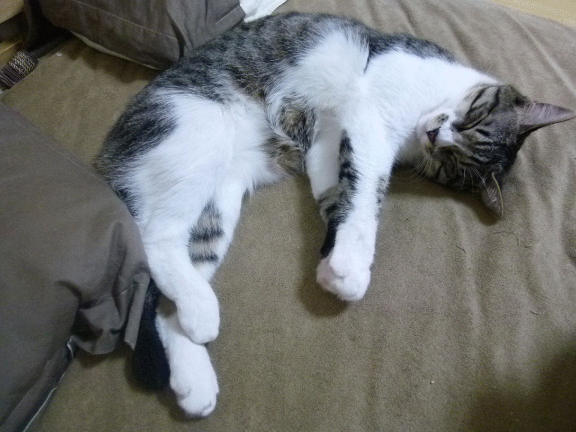 开云体育视频直播-_森林狼迎来反弹，球队士气大增_，森林狼近况