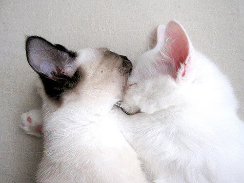 Kaiyun官方登录入口-“西甲积分战火激烈，豪门拼搏不止”，西甲积分纪录