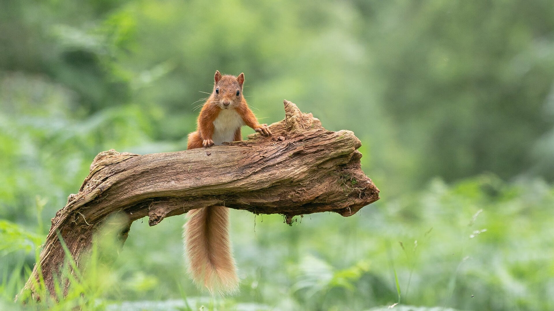 “西甲精彩瞬间频出,球迷欢呼不断”,西甲锦集