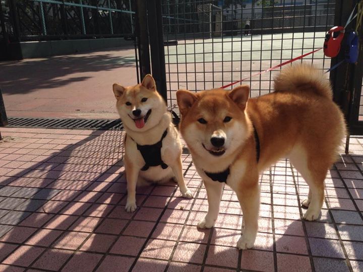 世界拳击组织更新规则,KO判定标准更严格,世界拳击组织的拳王