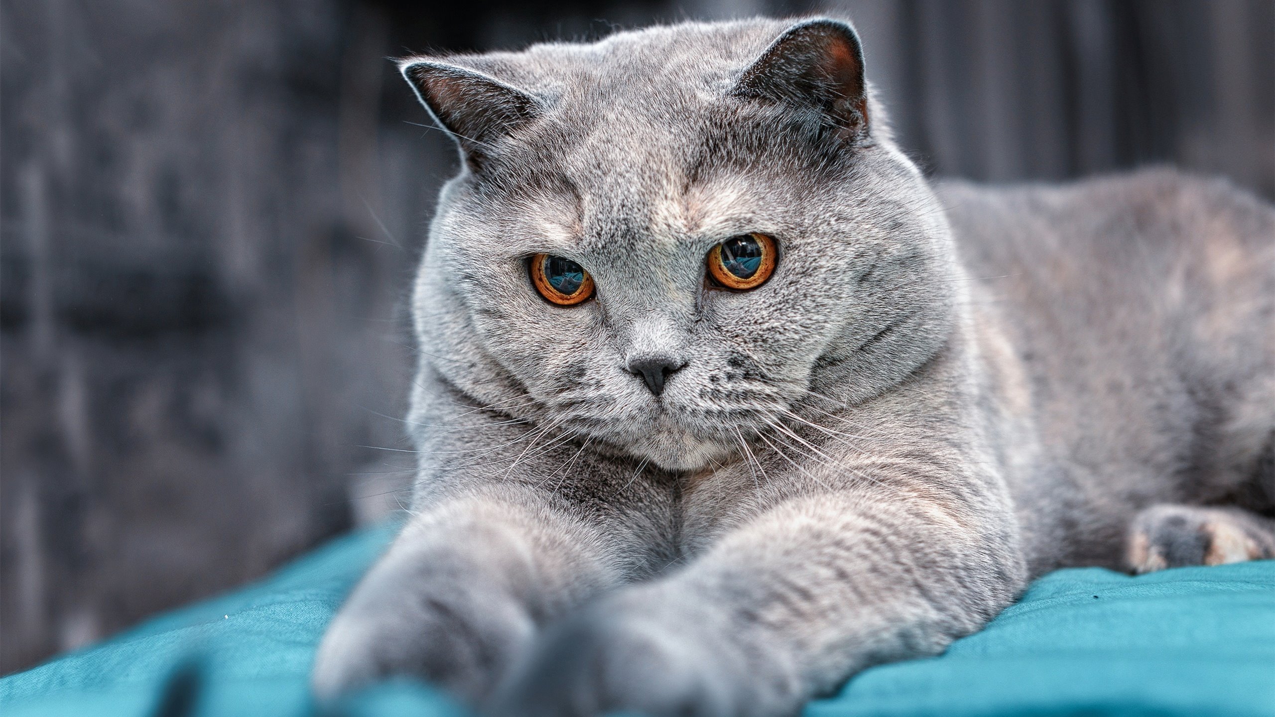 今年NBA突破了哪些历史性的纪录?,近年nba精彩比赛