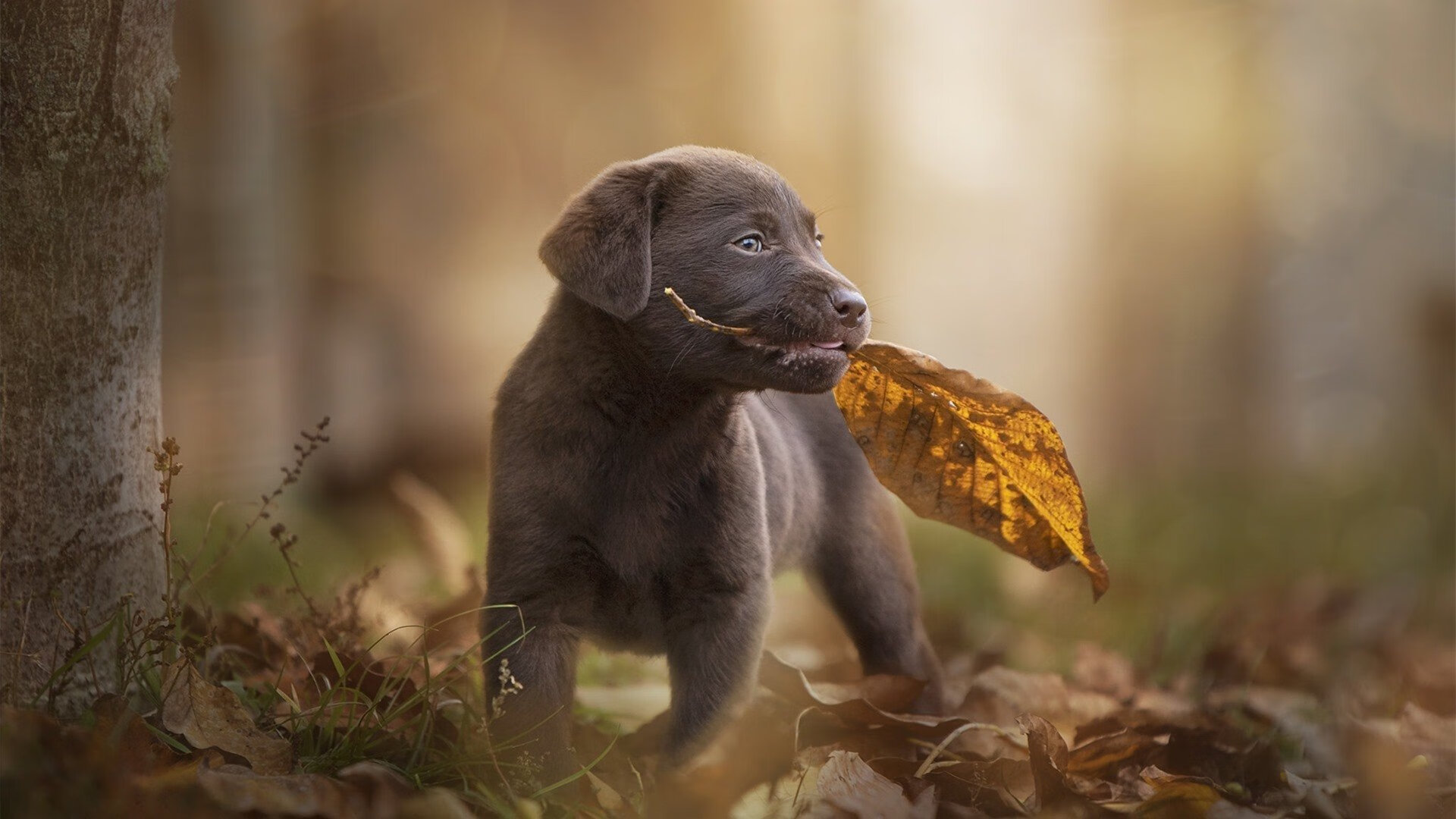 女足世界杯门将神扑成名,海外俱乐部争相邀约,女足世界杯十大美女