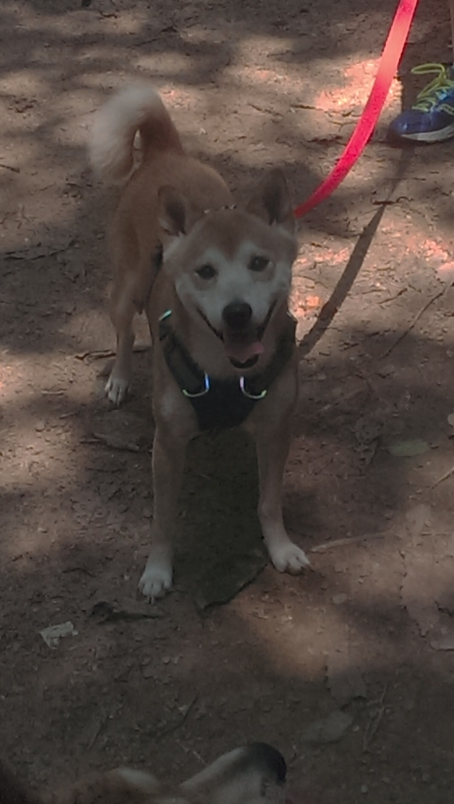 瑞士队门将费尔南德斯在巴黎奥运会上展现出高水平的扑救能力,费尔南德斯十佳球