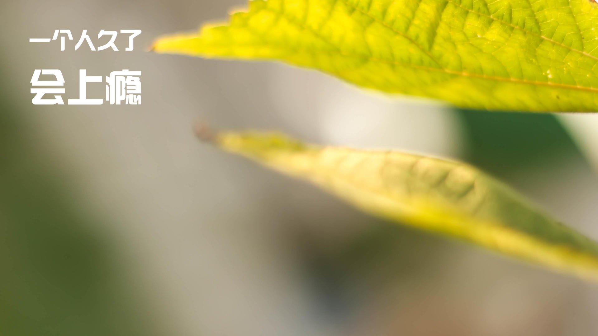 纪录挑战:哪些球员最有可能本赛季打破历史纪录?,本赛季进步最大的球员