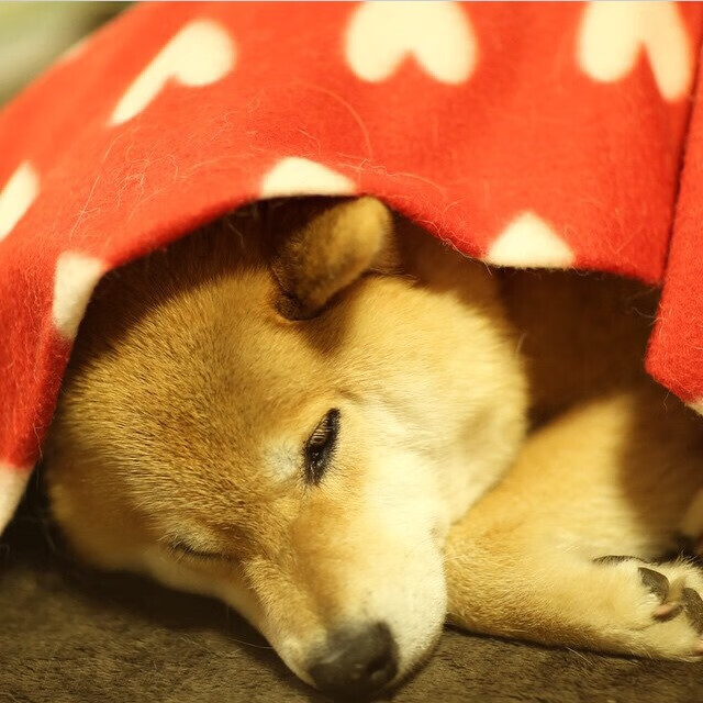 开云官网在线-蒂贾内·萨卢恩在NBA夏季联赛中表现亮眼，萨内蒂巅峰期