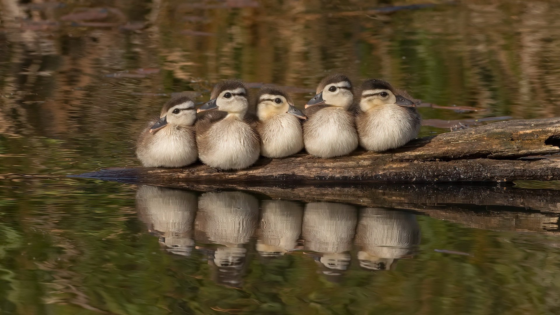 开云体育中国官网-LCK粉丝支持热情高涨，lck热议