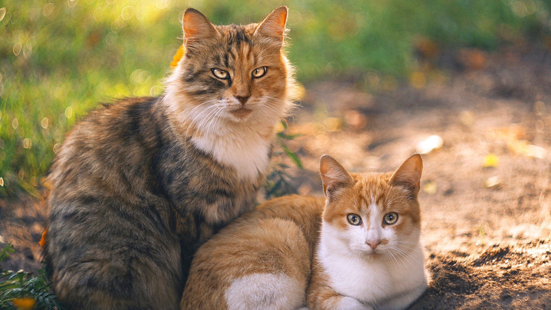 地方青训中心是否存在资源浪费现象,青训营全称