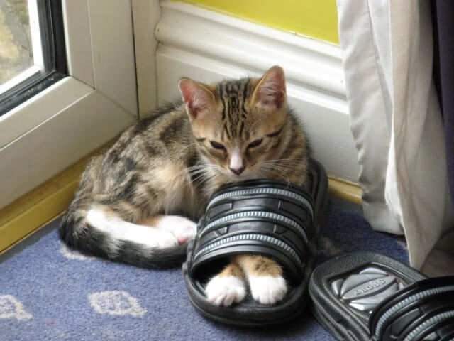 开云kaiyun-巴西举办篮球文化节，巴西篮球俱乐部