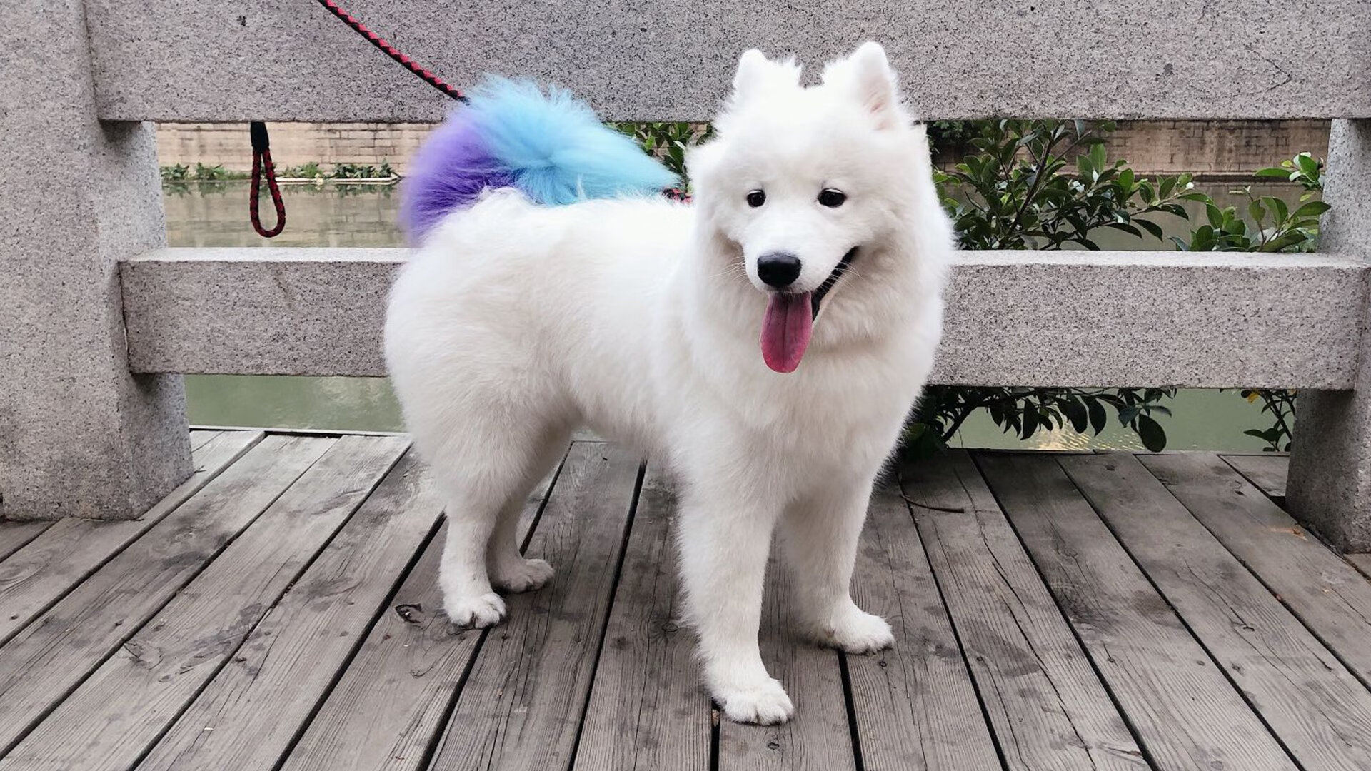 巴西举办篮球明星见面会,巴西篮协