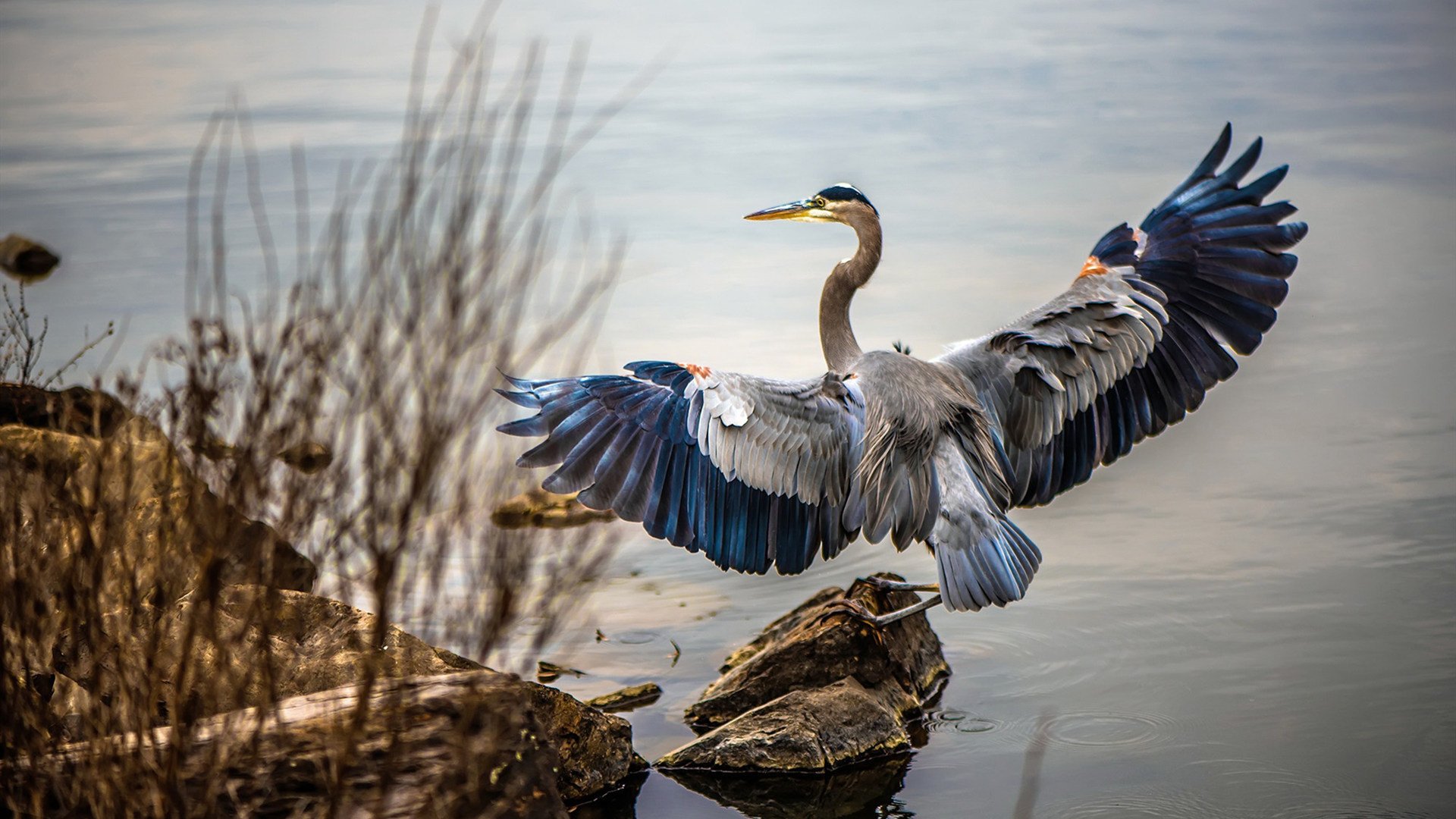 kaiyun-摩纳哥客场击败里尔，继续保持不败，摩纳哥vs里昂比分推荐
