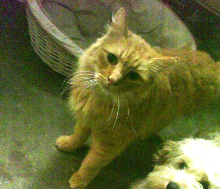 皇家马德里队员备战凯旋门，信心满满，皇家马德里的口号是什么