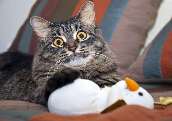 莱斯特城实力碾压对手,取得胜利继续保持在前列,莱斯特城阵型图