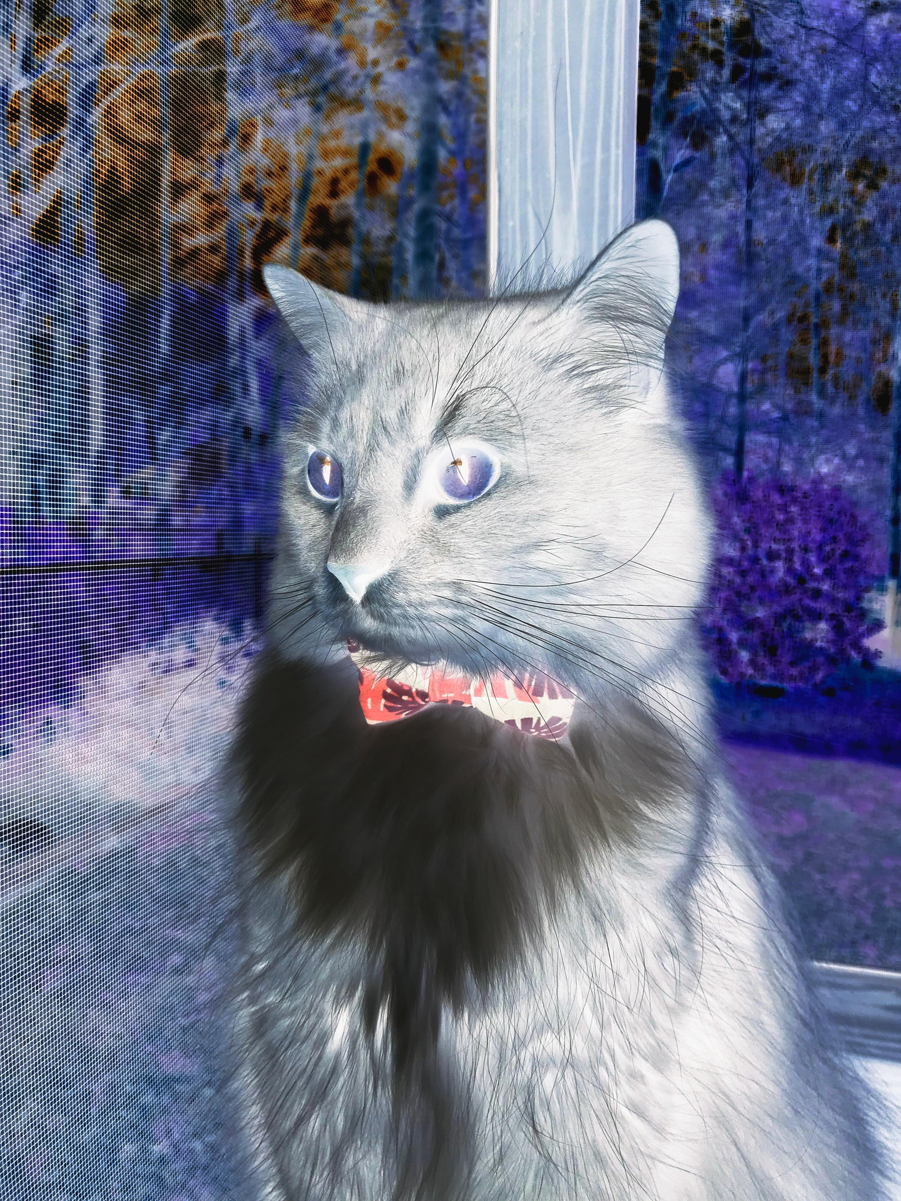 足球盛宴精彩纷呈,球迷欢呼雀跃,足球盛宴解说词