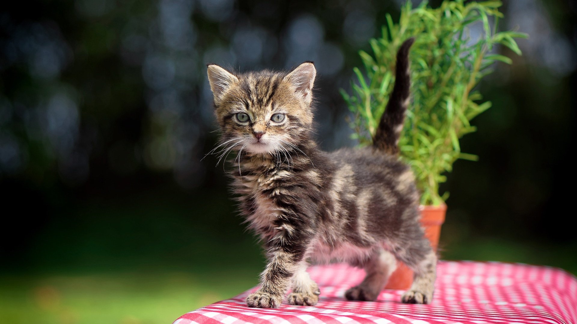 尼克斯宣布主力缺阵备战下一场硬仗,尼克斯近期比赛