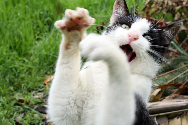 开云网页版登录入口-巴西青训体系持续升级，新一代足球天才不断涌现