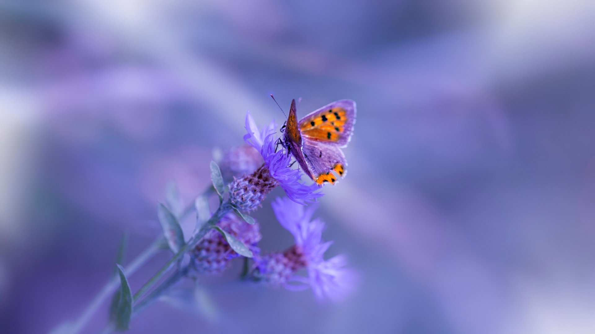 青训梯队设立奖学金鼓励学生兼顾学业与足球，青训选拔标准